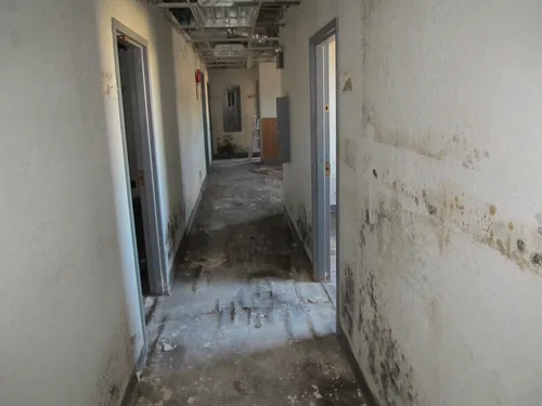 Mold inspection