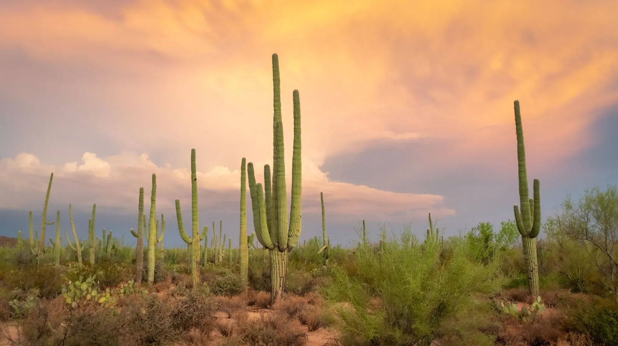Saguaro cacti beneath a colorful desert sunset