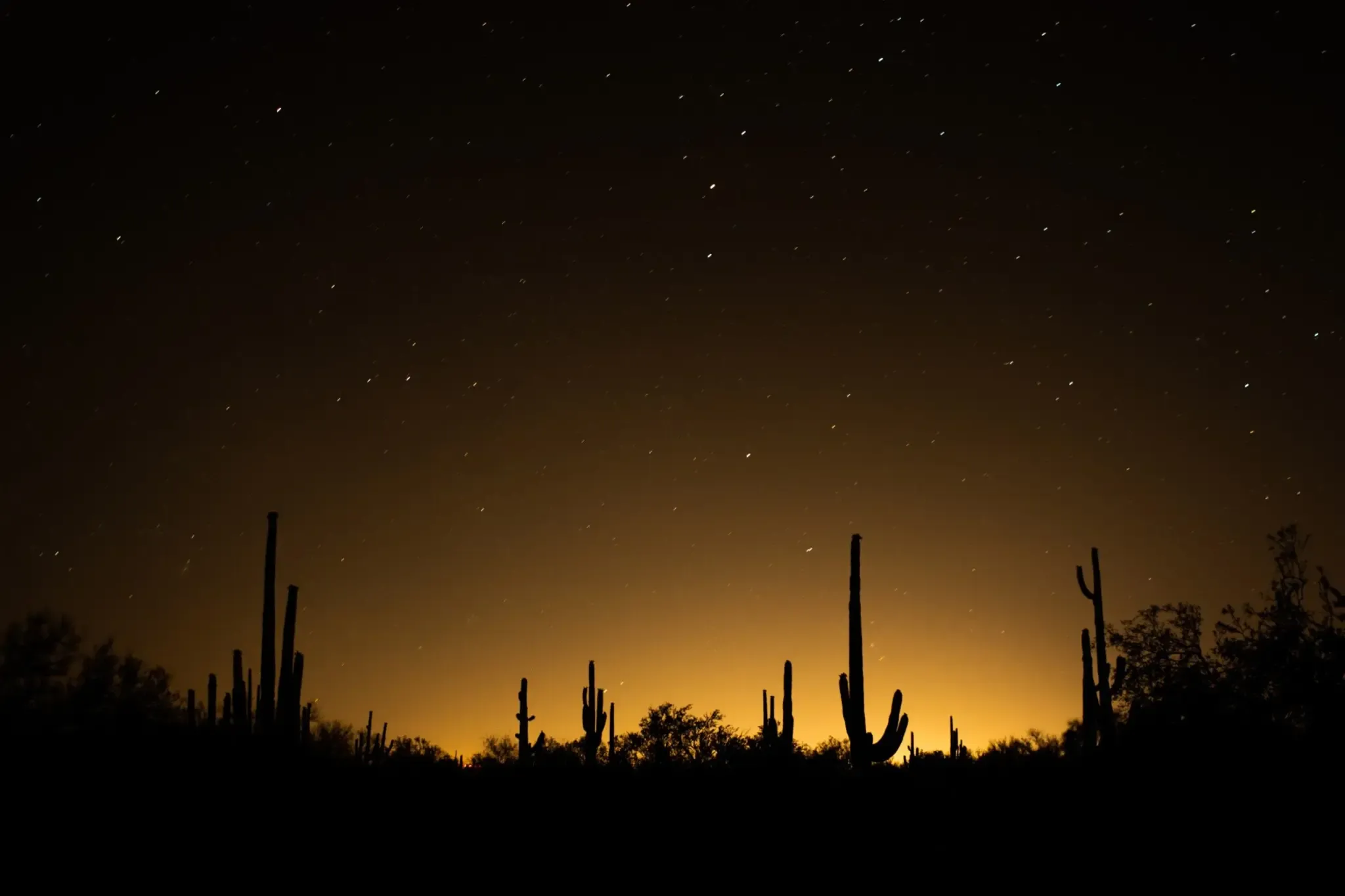 Saguaro cacti silhouetted against a starry desert night sky